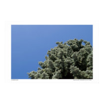 Abstract nature posters