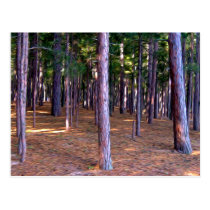 Abstract Pine Tree Forest postcards