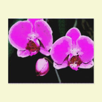 Abstract Pink Orchid postcards