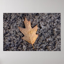 Abstract Red oak leaf and water droplets Posters