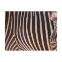 Abstract Stripes Postcard by pulsDesign Abstract Stripes Postcard
