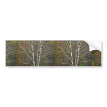 Abstract White birch tree on the edge of a hardwoo Bumper Sticker