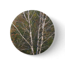 Abstract White birch tree on the edge of a hardwoo Pin