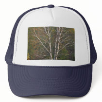 Abstract White birch tree on the edge of a hardwoo Hat