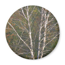 Abstract White birch tree on the edge of a hardwoo Magnet