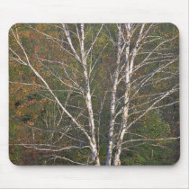 Abstract White birch tree on the edge of a hardwoo Mousepad
