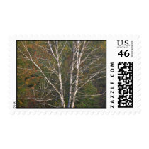 Abstract White birch tree on the edge of a hardwoo Stamp