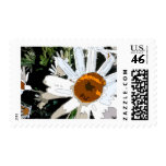 Abstract White Daisies stamps