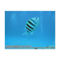 Abudefduf saxatilis (Sergeant Major) postcards