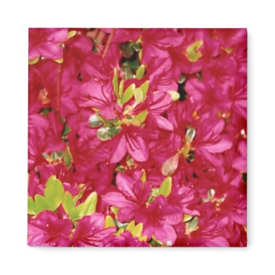Abundant Azaleas Square Magnet by SjStevenson