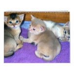 Aby Kittens 2012 Cat Calendar