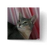 Abyssinian, blue button