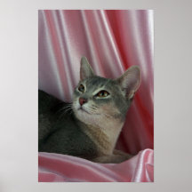 Abyssinian, blue poster