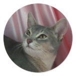 Abyssinian, blue round stickers