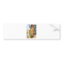 Abyssinian Cat (Abby) Bumper Sticker