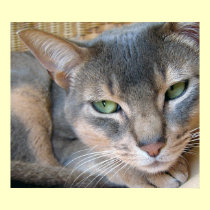 Abyssinian Cat Big Blue Green Eyes posters