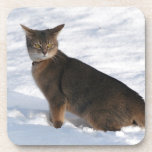 Abyssinian Cat Coaster