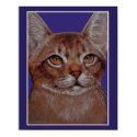 Abyssinian Cat Poster posters