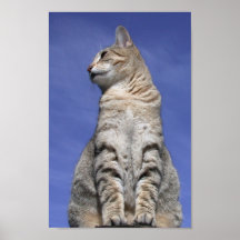 Abyssinian Cat Print