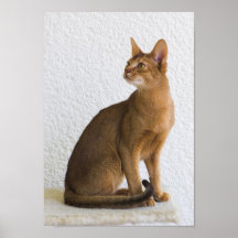Abyssinian cat print