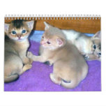 Abyssinian Cats 2012 Calendar