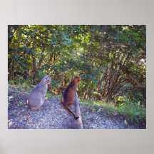 Abyssinian Cats on walkway Print