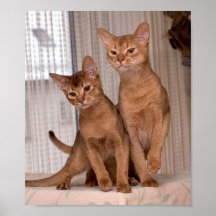 ABYSSINIAN CATS POSTER