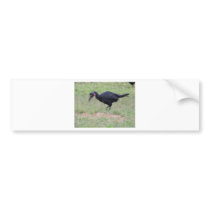 Abyssinian Ground Hornbill Bumper Stickers