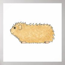 Abyssinian Guinea Pig. Poster