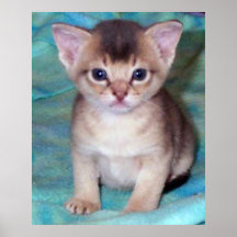 Abyssinian Kitten - Four Weeks Old Poster