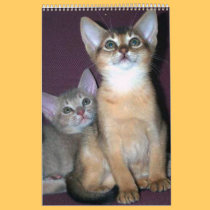 Abyssinian Kittens & Cats Calendar calendars