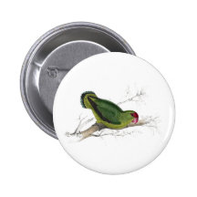 Abyssinian Parrakeet by Edward Lear Button