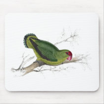 Abyssinian Parrakeet by Edward Lear Mousepad