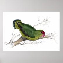 Abyssinian Parrakeet by Edward Lear Poster