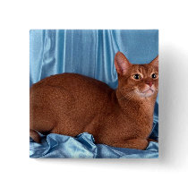Abyssinian, sorrel buttons