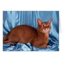 Abyssinian, sorrel greeting cards
