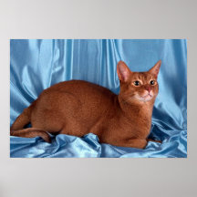 Abyssinian, sorrel poster