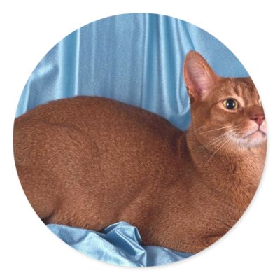 Abyssinian, sorrel round stickers by lolanimals