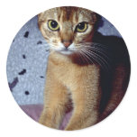 Abyssinian Stickers