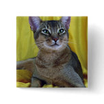 Abyssinian, usual pin