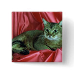 Abyssinian, usual pinback button