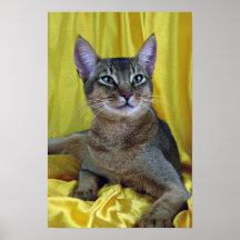 Abyssinian, usual posters