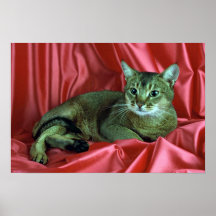 Abyssinian, usual print