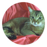 Abyssinian, usual stickers