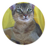 Abyssinian, usual round sticker