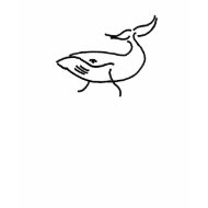 AC- Whale sketch shirt shirt