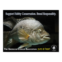 ACA - Pure at Heart posters by Aquamojo ACA - Pure at Heart posters