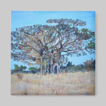 Acacia galpinii Magnet magnets
