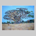 Acacia galpinii Postcard postcards