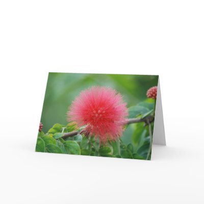 "Acacia PomPom" Greeting Card by smilodonart